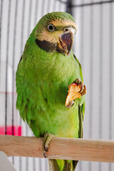 green parrot in a cage