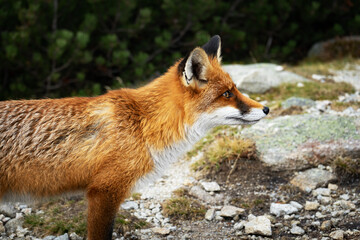 Red fox in the Vysoké Tatry mountains of Slovakia. The animal stands among the rocks in its natural habitat. It blends with the alpine forest. A symbol of wildlife thriving in the Slovak wilderness.