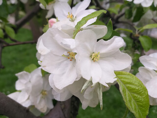 spring background: apple blossoms with green leaves, selective focus