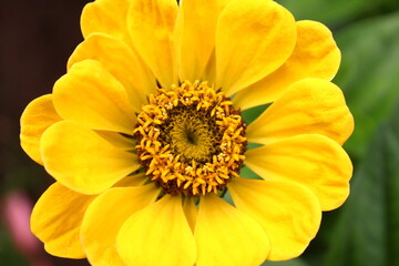 A yellow zinnia flower has bloomed outdoors.