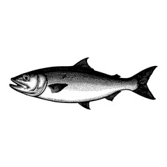 Obraz premium Detailed Engraved Illustration of a Herring Fish in Black and White Vector Art