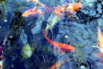 Colourful carp swim in an artificial pond.