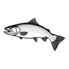 Obraz premium Detailed Vintage Engraving of Salmon Fish in Black and White Retro Hand Illustration