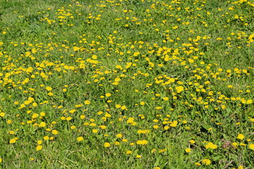 Spring field with beautiful yellow bright dandelions.