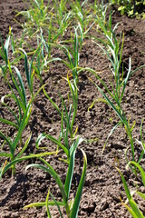 Garlic grows outdoors in the garden.	