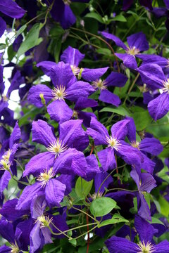 Clematis jackmanii, clematis bougainvillea purple blooms in the garden.