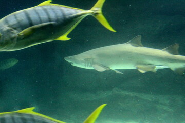 Fototapeta premium A large shark swims at the bottom of a large aquarium