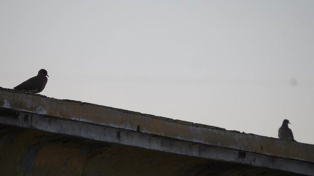 A pair of Asian brown turtle doves are feeling the love while sitting on the roof. beautiful couple of loving bird turtle doves
