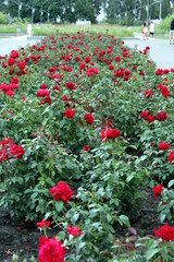 Red roses bloom in an open-air flowerbed in the park.