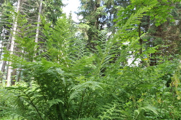 ferns in the forest