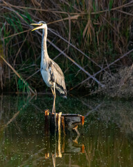 great blue heron