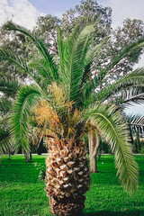 Close-up of lush sago palm fronds cycas revoluta with blurred tropical background under sunlight.