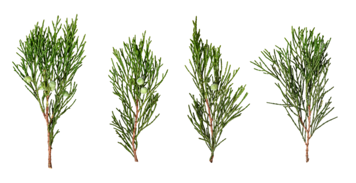 Juniper branches with berries isolated on white background. Design element for Christmas compositions, cards, frames, invitations, collages.