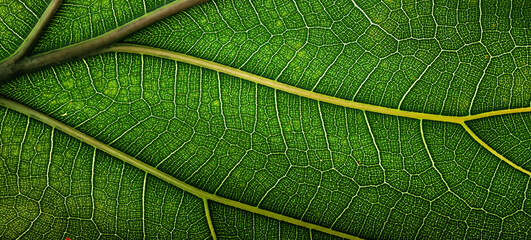 green fiddle leaf fig tree, plant macro shot for eco products background
