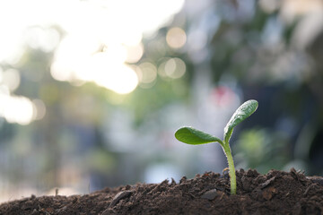 Pumpkin sprout growing macro plant closeup