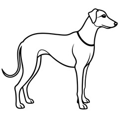 black and white dog on white background 