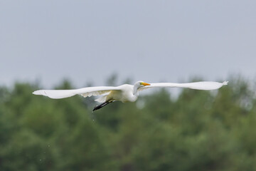 Great egret flying  (Ardea alba)