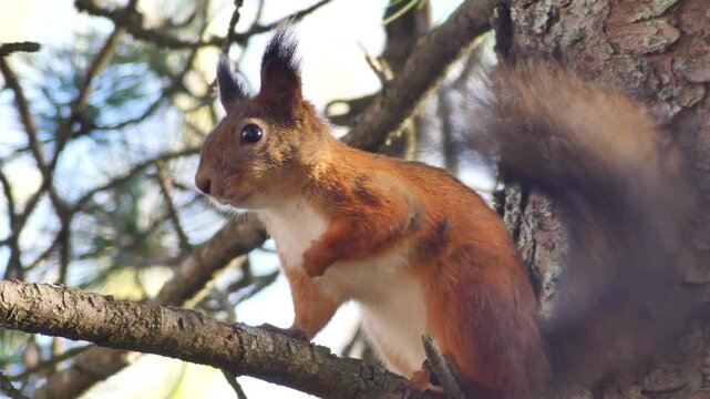 A beautiful red squirrel with a fluffy tail sits on a tree and looks around then moves to another branch. Close-up high quality 4k video
