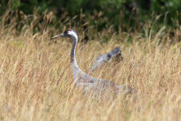 Cranes on a field in Saaremaa, Estonia