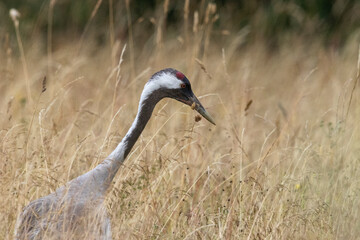 Cranes on a field in Saaremaa, Estonia