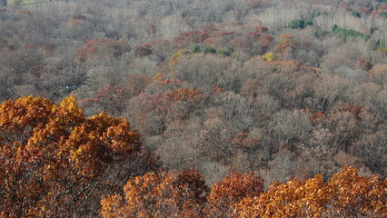 The colorful forest view in the natural park in autumn