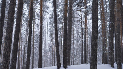 Fototapeta premium Beauty of the pine forest