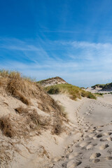 Dunes with beach grass on the North Sea coast
