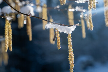 Hazel bush with  in winter with snow and sunlight