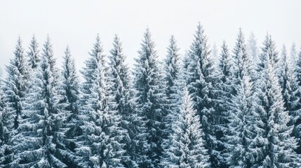 A forest of evergreen trees covered in snow, standing tall in a winter landscape