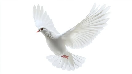 Fototapeta premium white dove isolated on clean white background, symbol of peace and purity, high-resolution cutout, digital illustration