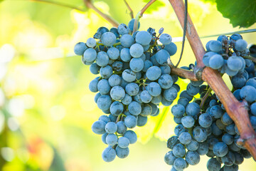 Grape field growing for wine. Vineyard hills in the Republic of Moldova. Summer scenery with wine yard rows.