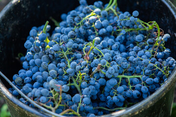 Grape field growing for wine. Vineyard hills in the Republic of Moldova. Summer scenery with wine yard rows.