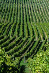 Grape field growing for wine. Vineyard hills in the Republic of Moldova. Summer scenery with wine yard rows.