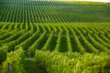 Grape field growing for wine. Vineyard hills in the Republic of Moldova. Summer scenery with wine yard rows.