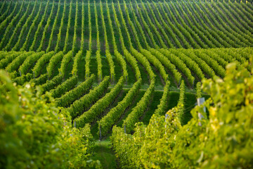 Grape field growing for wine. Vineyard hills in the Republic of Moldova. Summer scenery with wine yard rows.