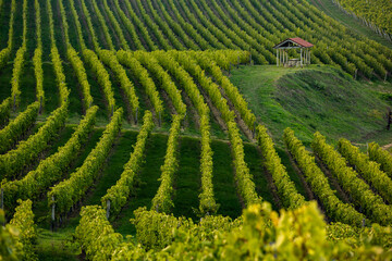 Grape field growing for wine. Vineyard hills in the Republic of Moldova. Summer scenery with wine yard rows.