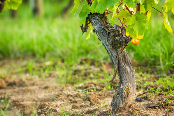 Grape field growing for wine. Vineyard hills in the Republic of Moldova. Summer scenery with wine yard rows.