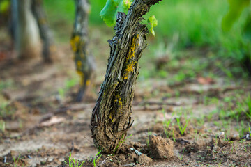 Grape field growing for wine. Vineyard hills in the Republic of Moldova. Summer scenery with wine yard rows.