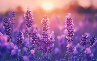 A lavender field at sunset, the purple flowers glowing in the soft light