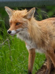 Red Fox at the edge of a road