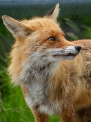 Red Fox at the edge of a road