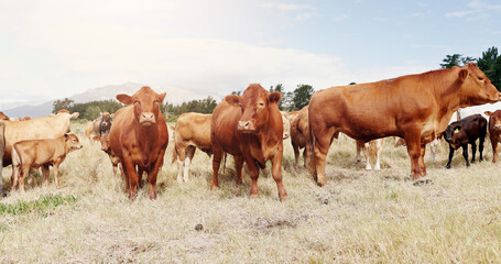 Farming, field and cattle on grass, dairy and countryside farm for sustainability, agriculture and ecology. Cows, nature and livestock production, ranch animals and beef with meat and milk industry
