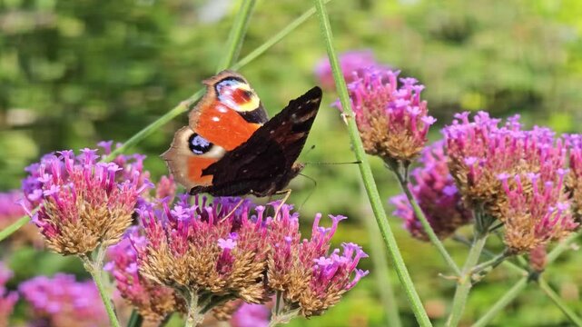 European Peacock butterfly (Aglais io, Inachis io) feeds on buddleia