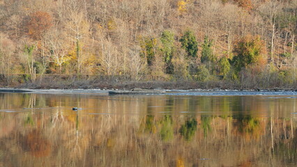 The colorful forest view in the natural park with the running river nearby in autumn