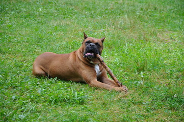 Boxer dog plays with wood stick