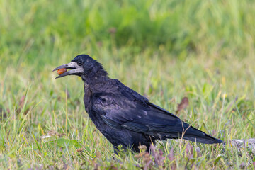 Obraz premium A rook with an acorn in it's beak