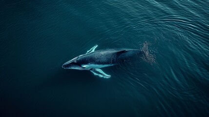 A clean, minimalistic design showing a whale from above, with its shape and contours subtly outlined against a vast, empty sea