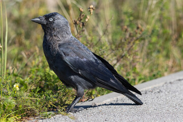 A jackdaw on the ground