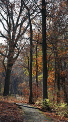 The colorful forest view in the natural park in autumn
