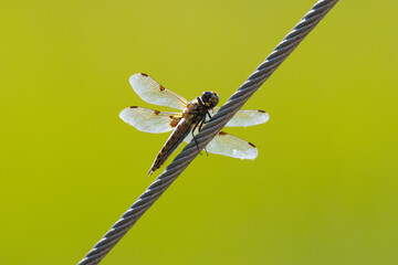 A dragonfly on a wire
